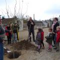 Plantation de l'arbre (pommier Reine des Reinettes)