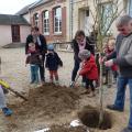 Plantation de l'arbre (pommier Reine des Reinettes)