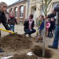 Plantation de l'arbre (pommier Reine des Reinettes)