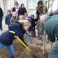 Plantation de l'arbre (pommier Reine des Reinettes)